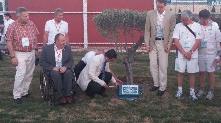Bergama'da Her Kardeş Kent İ&ccedil;in Bir Zeytin Ağacı