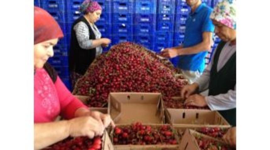 Pazarlar Kirazı D&uuml;nya Pazarında