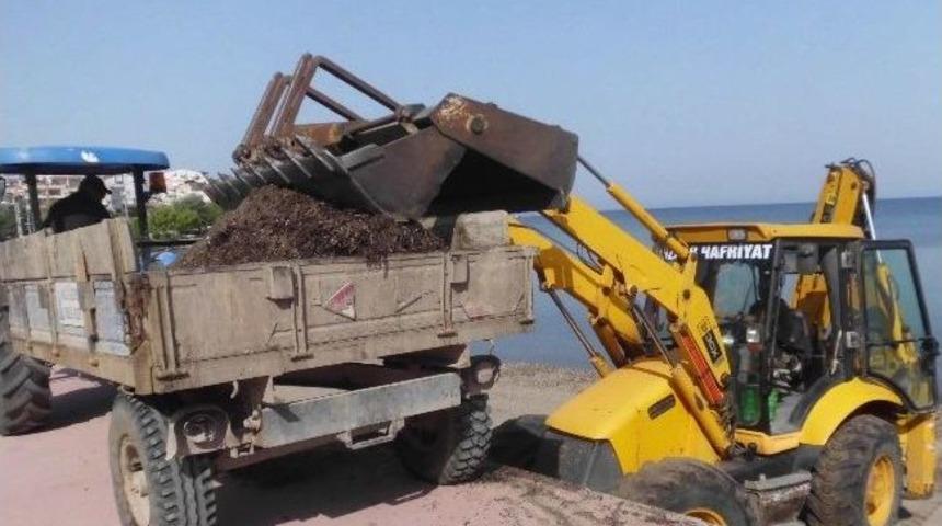 Dikili&rsquo;de Plajlar Pırıl Pırıl Oldu