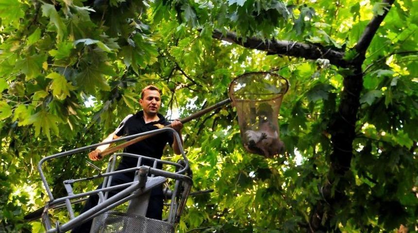 Ağa&ccedil;ta Mahsur Kalan Kediyi Itfaiye Kurtardı