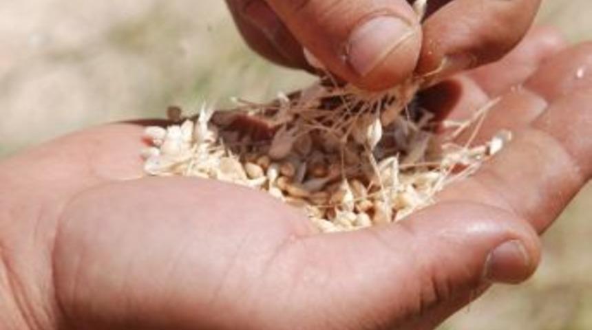 Borsa'da Buğday İhalesi