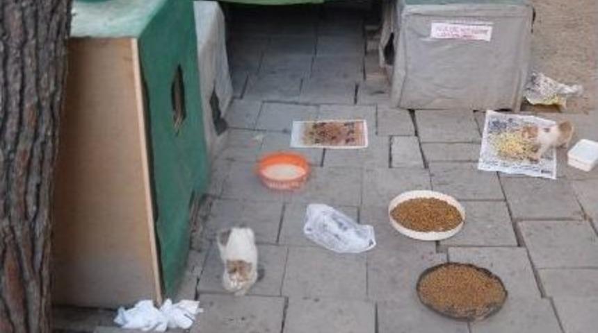 Birlikte Yaşadığı Kedilerin Arasında &Ouml;ld&uuml;