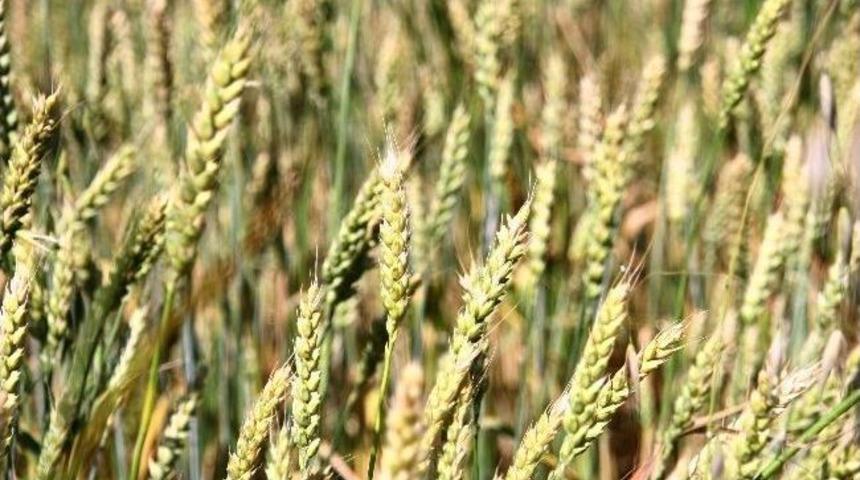 Bi&ccedil;erd&ouml;verle Buğday Hasadında &ldquo;dane Kaybı&rdquo; Uyarısı