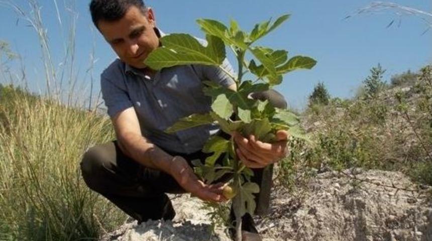 Mersin&rsquo;deki Yardop Sahaları İlk Meyvelerini Verdi