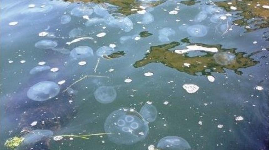 K&ouml;rfezi Zehirli Deniz Anaları Bastı