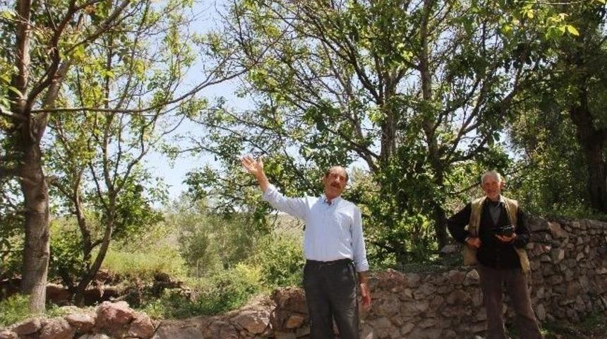 Soğuk Hava Ceviz &Uuml;reticilerini Vurdu