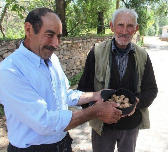 Soğuk Hava Ceviz Üreticilerini Vurdu