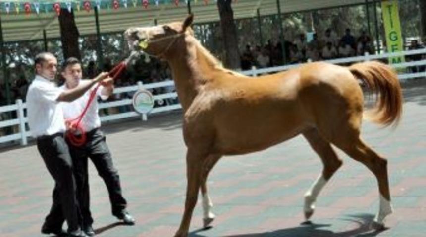 Yarış Atları İhaleyle Satılacak