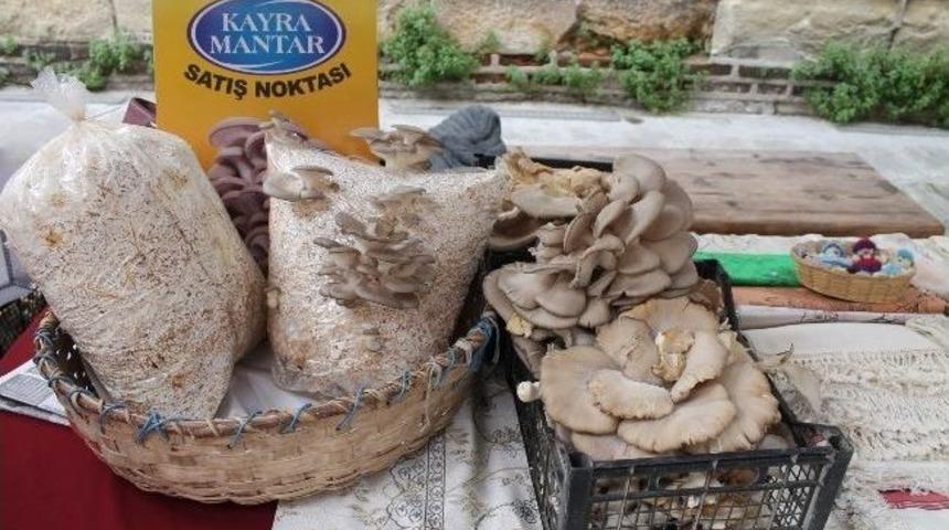 Gazete Haberinden G&ouml;rd&uuml;ğ&uuml; Mantarın &Uuml;retimini Yaptı