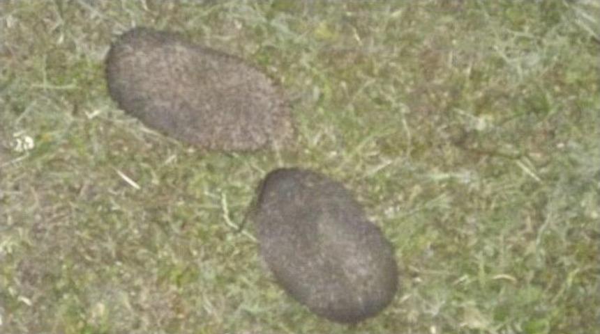 Mahallelinin "kirpi" Memnuniyeti