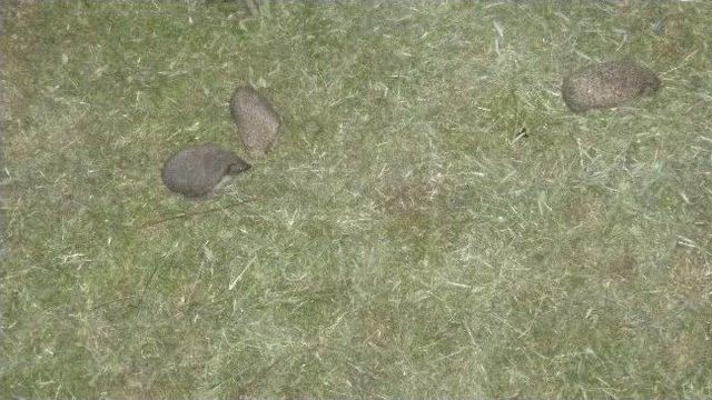 Mahallelinin "kirpi" Memnuniyeti 1