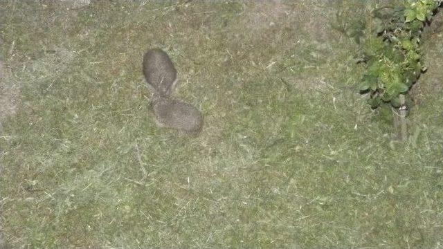 Mahallelinin "kirpi" Memnuniyeti 2