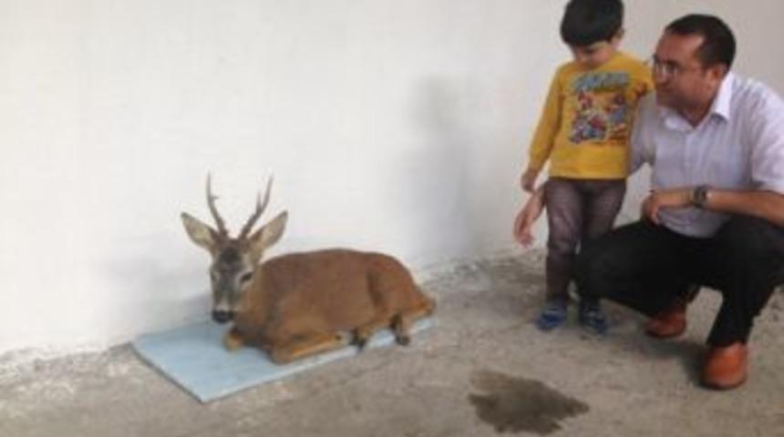 Yaralı Geyik Tedavi Altına Alındı