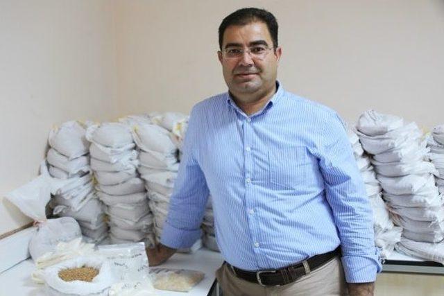 Km&uuml;&rsquo;l&uuml; &Ouml;ğretim &Uuml;yesinin İsmi Buğday &Ccedil;eşidine Verildi 1