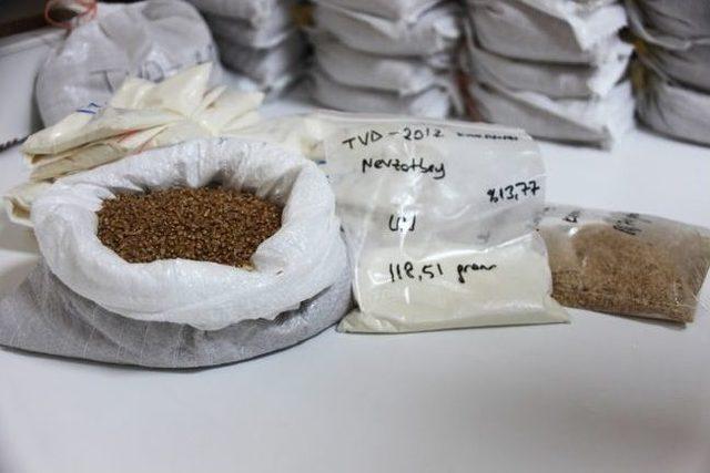 Km&uuml;&rsquo;l&uuml; &Ouml;ğretim &Uuml;yesinin İsmi Buğday &Ccedil;eşidine Verildi 2