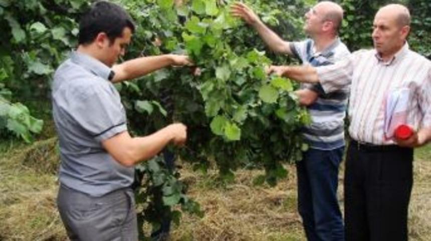 D&uuml;zce&rsquo;de Fındık Tahmini 53 Bin Ton