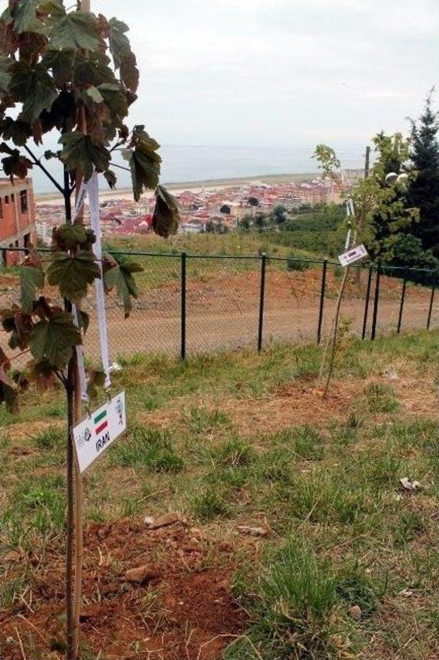 24 &Uuml;lkeden Trabzon&rsquo;a Gelen Sporcular Hatıra Ormanı Oluşturdu 1