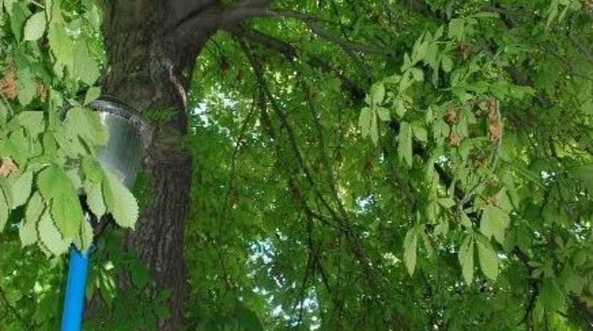 Ihlamur Ağacında Mahsur Kaldı