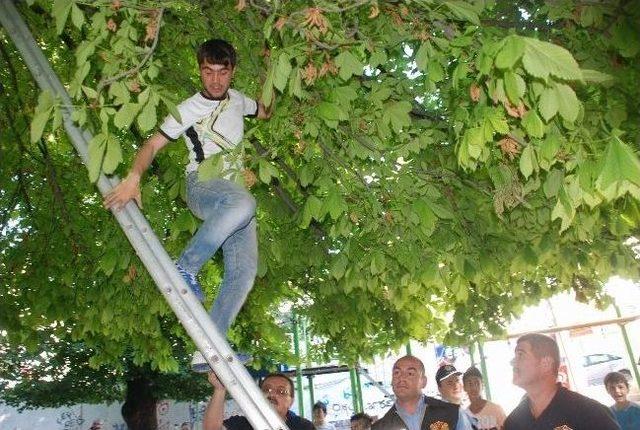 Ihlamur Ağacında Mahsur Kaldı