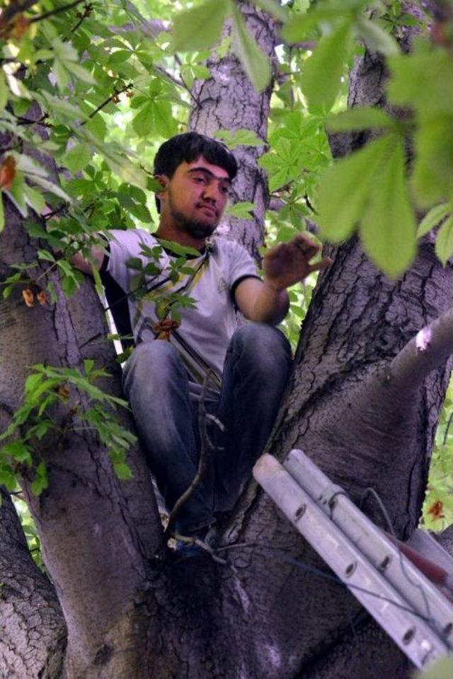 Ağa&ccedil;ta Mahsur Kalan Kişiyi Itfaiye Ekipleri Kurtardı 1