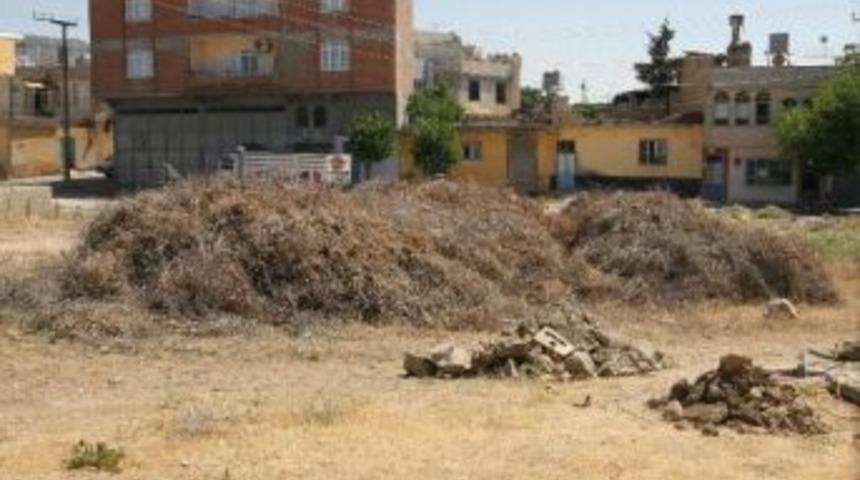 Bağ &Ccedil;ubukları İle Zeytin Dalları Tehlike Sa&ccedil;ıyor