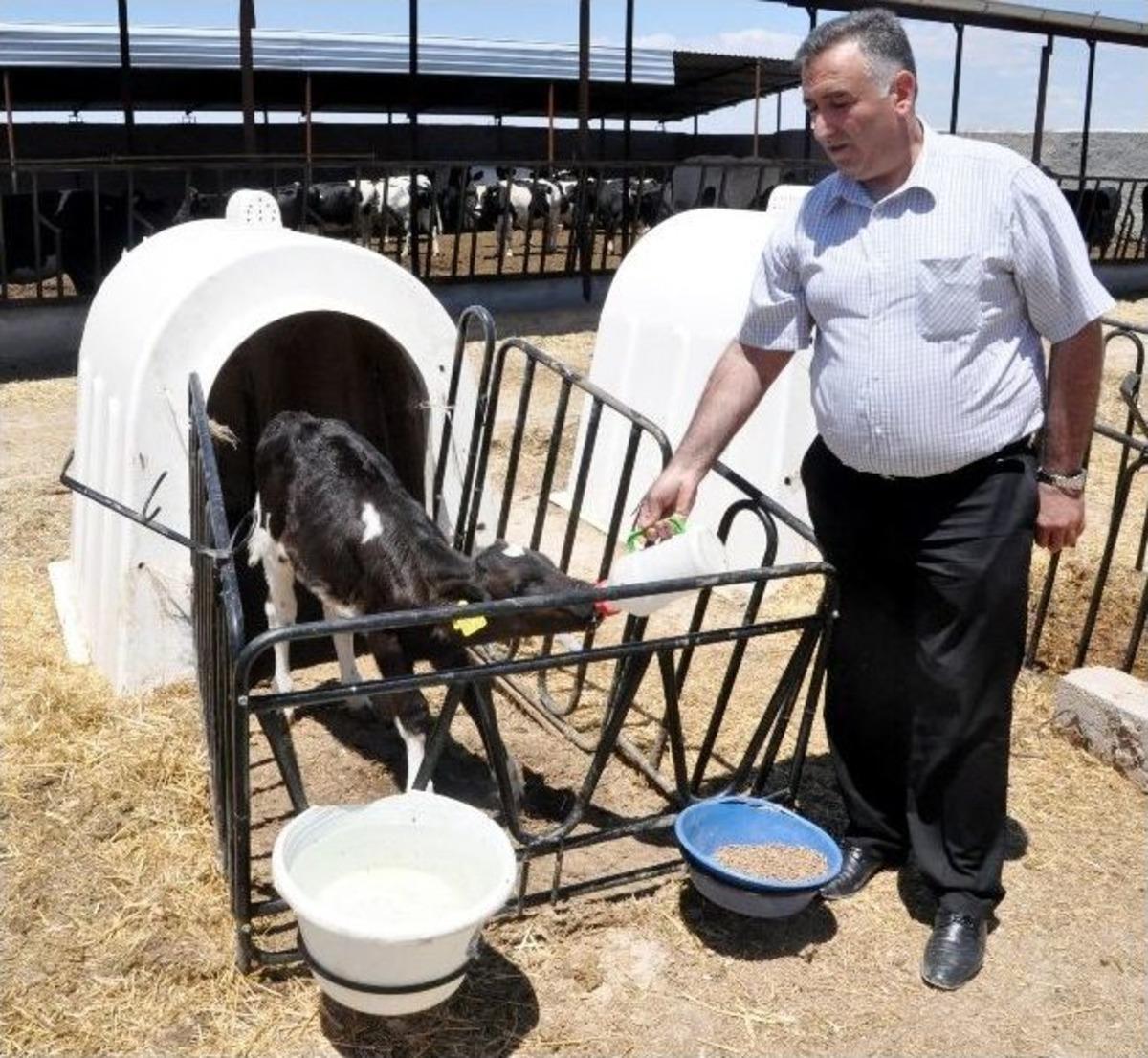 (&ouml;zel Haber) Aksaray&rsquo;da Yılda 312 Bin 739 Ton S&uuml;t &Uuml;retiliyor
