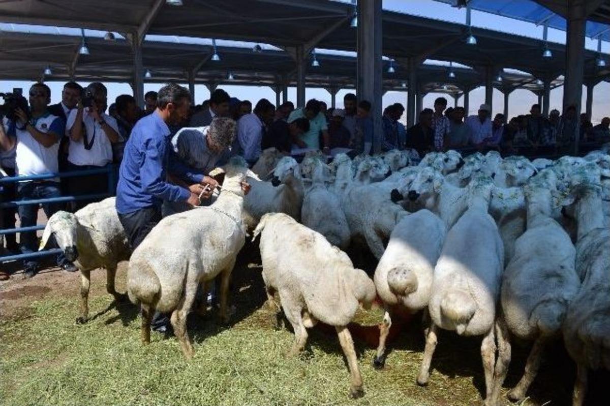 120 Adet Damızlık Akkaraman Ko&ccedil; Dağıtımı Yapıldı