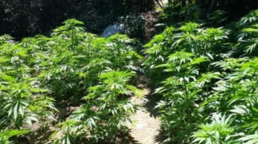 Denizli&rsquo;de Uyuşturucu Operasyonu