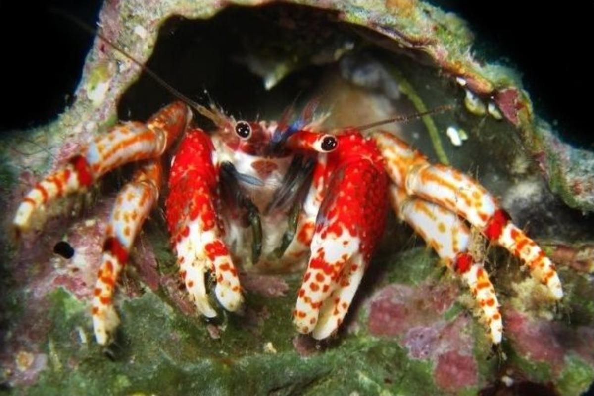 Kuşadası&rsquo;nın Sualtı Hazineleri