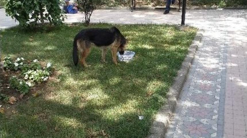 Sokak Hayvanlarına Su Kabı