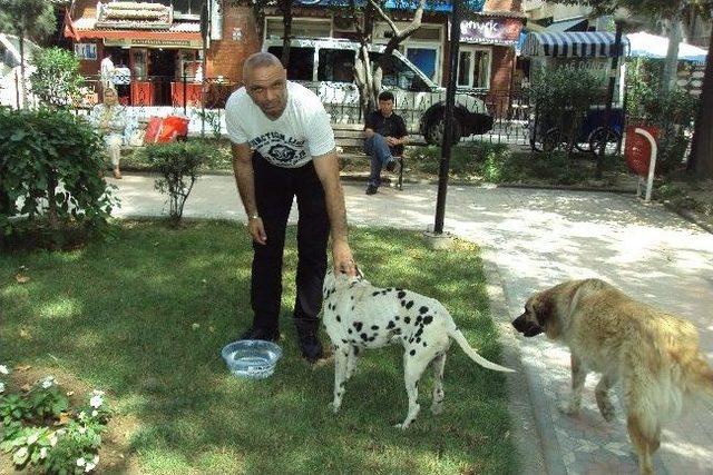 Sokak Hayvanlarına Su Kabı 1