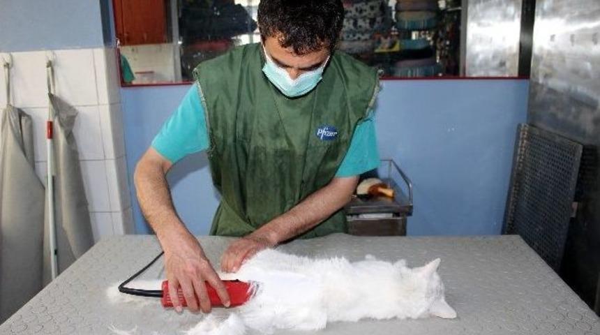 Evcil Hayvanların Yaz Bakımını Ertelemeyin!