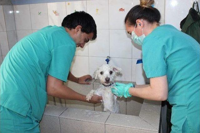 Evcil Hayvanların Yaz Bakımını Ertelemeyin! 1