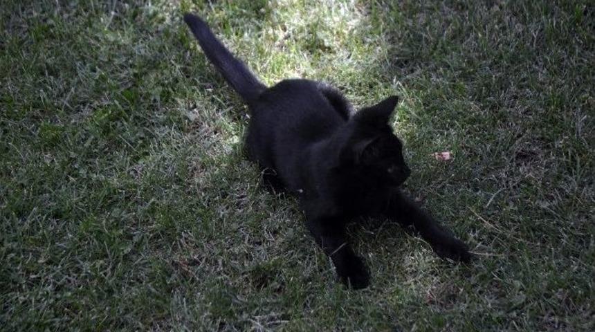 (&ouml;zel Haber) Cumhurbaşkanı Turunda Yavru Kedinin Oyun Keyfi