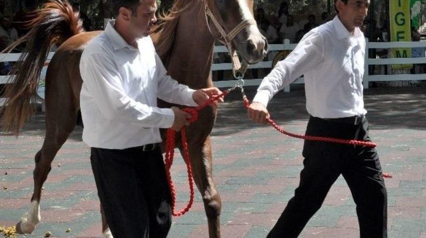 Yarış Tayları Kapışıldı