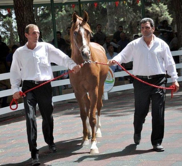 Yarış Tayları Kapışıldı 1