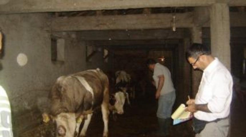 B&uuml;y&uuml;k Baş Hayvanlarda K&uuml;peleme 30 Haziran&rsquo;da Son