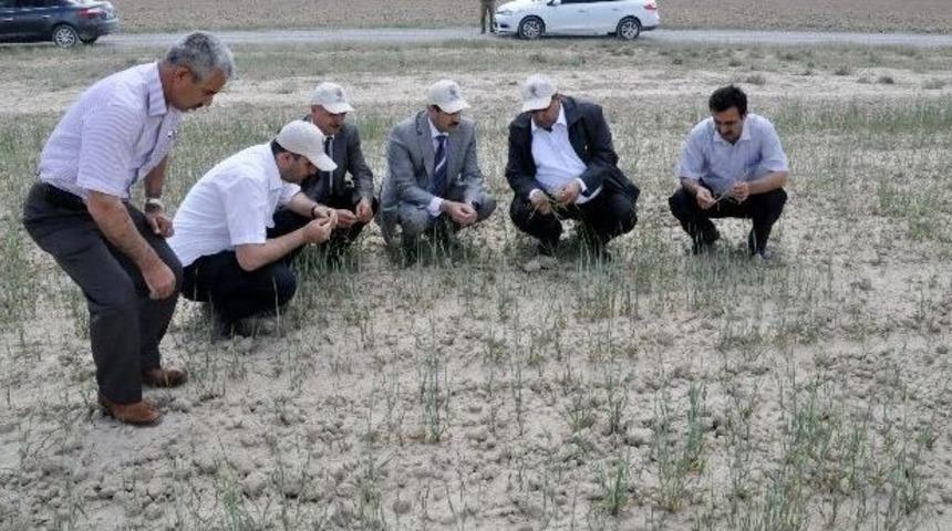 Aksaray&rsquo;da Rekolte Y&uuml;zde 50 D&uuml;şecek