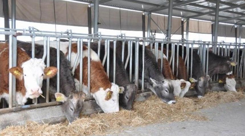 Dap Kapsamındaki İllerde Hayvancılığa B&uuml;y&uuml;k Destek