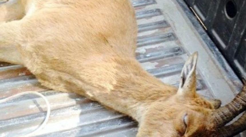 Dağ Ke&ccedil;ilerini K&ouml;r Eden Vir&uuml;s Yeniden Ortaya &Ccedil;ıktı