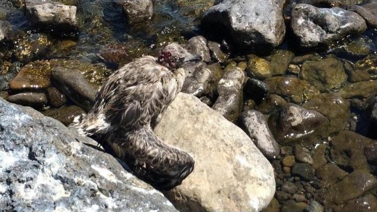 Onlar Adada &Ouml;l&uuml;m&uuml; Bekliyor