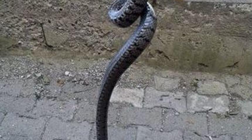 İskilip&rsquo;te Yılan Paniği