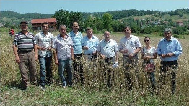 Çaycuma’da Buğday Hasadı Yapıldı 1