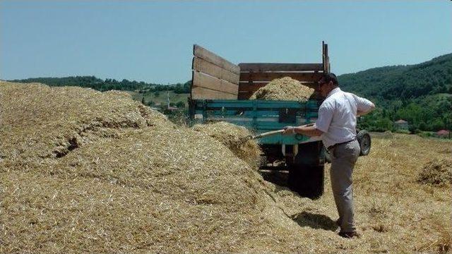 Çaycuma’da Buğday Hasadı Yapıldı 2