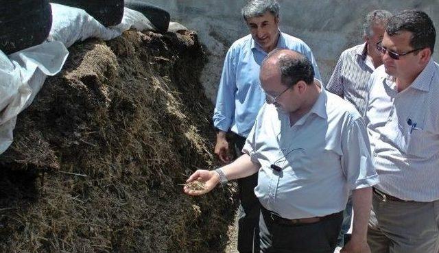 Çaycuma’da Buğday Hasadı Yapıldı 3