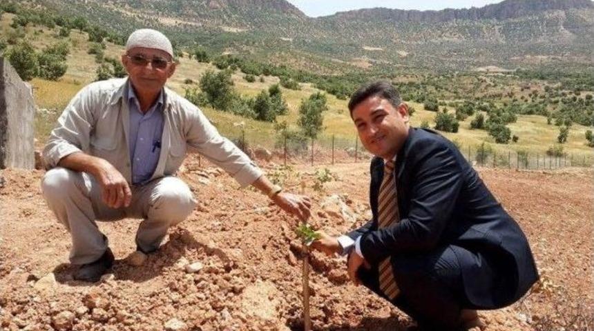 Gabar Dağı Eteklerinde Fıstık, Fındık Ve Zeytin Bah&ccedil;eleri Yeşeriyor