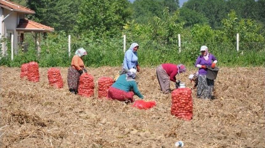 Cipslik Patates S&ouml;k&uuml;m&uuml;ne Başlandı