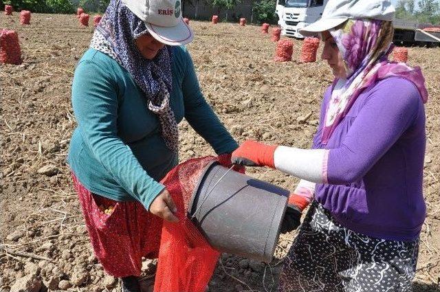 Cipslik Patates Sökümüne Başlandı