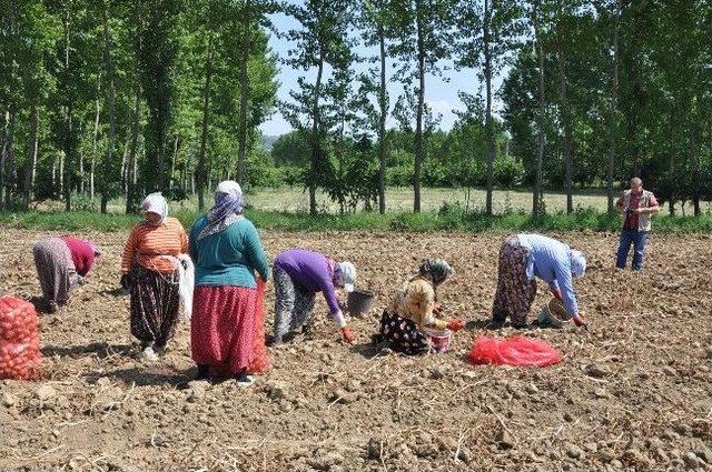 Cipslik Patates Sökümüne Başlandı