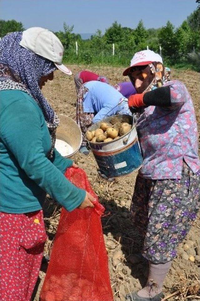 Cipslik Patates Sökümüne Başlandı